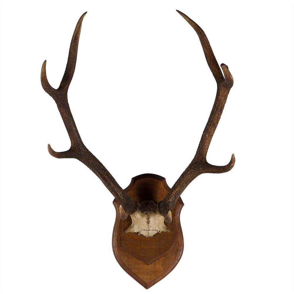 19th Century Antlers DA107501
