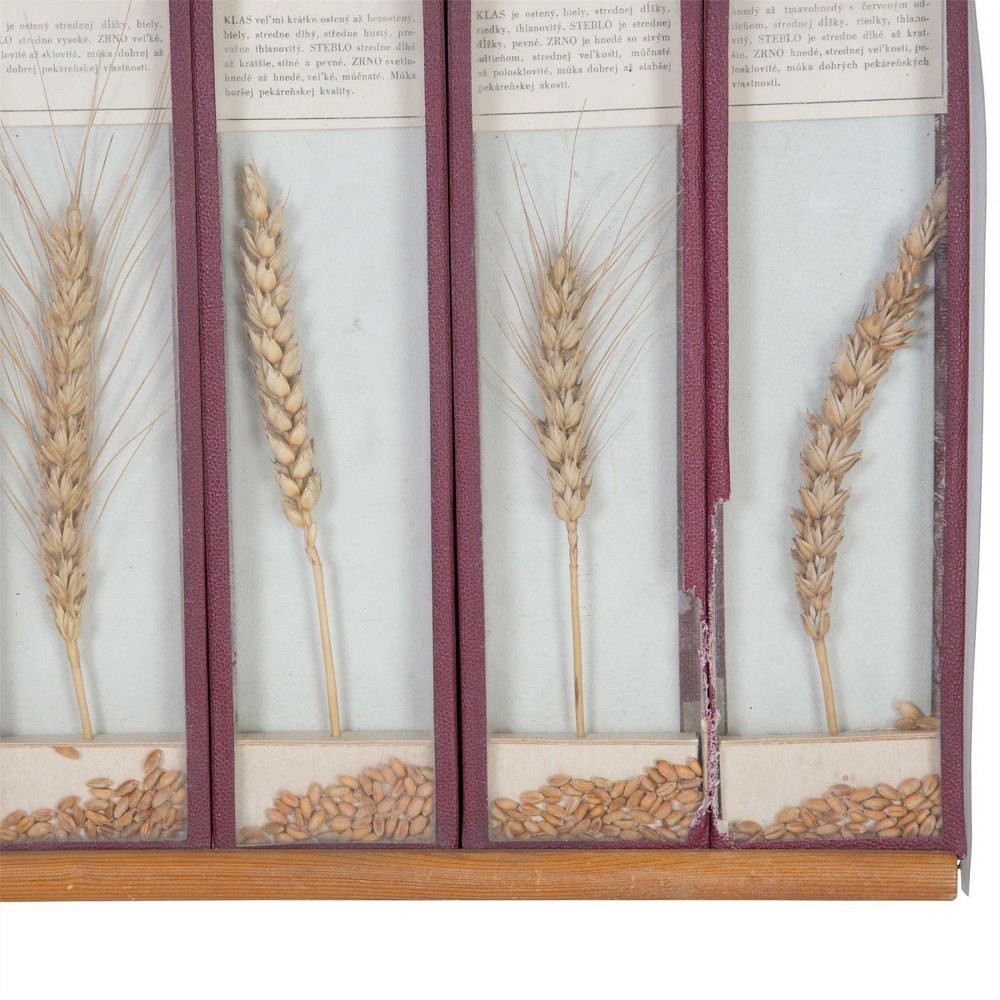 Framed Samples of Corn DA5558043