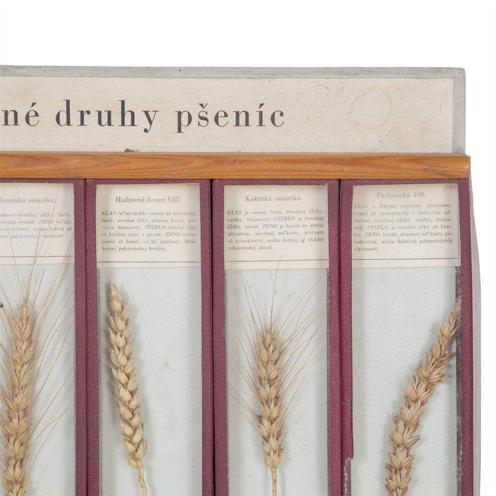 Framed Samples of Corn DA5558043