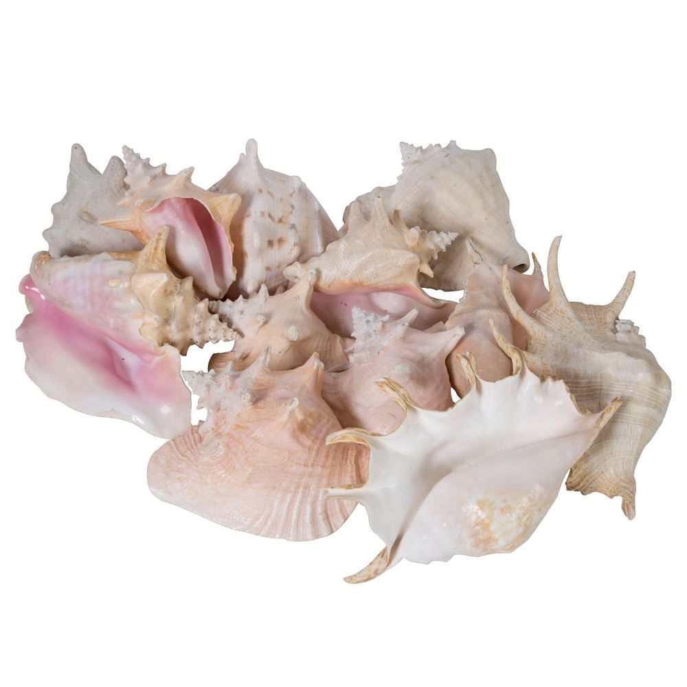 Extensive Collection of South Sea Island Shells and Coral DA0157818