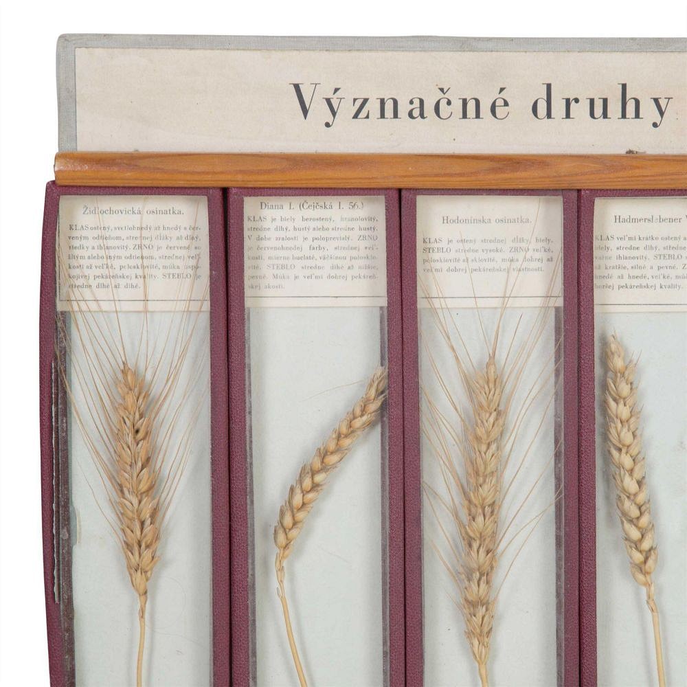 Framed Samples of Corn DA5558043