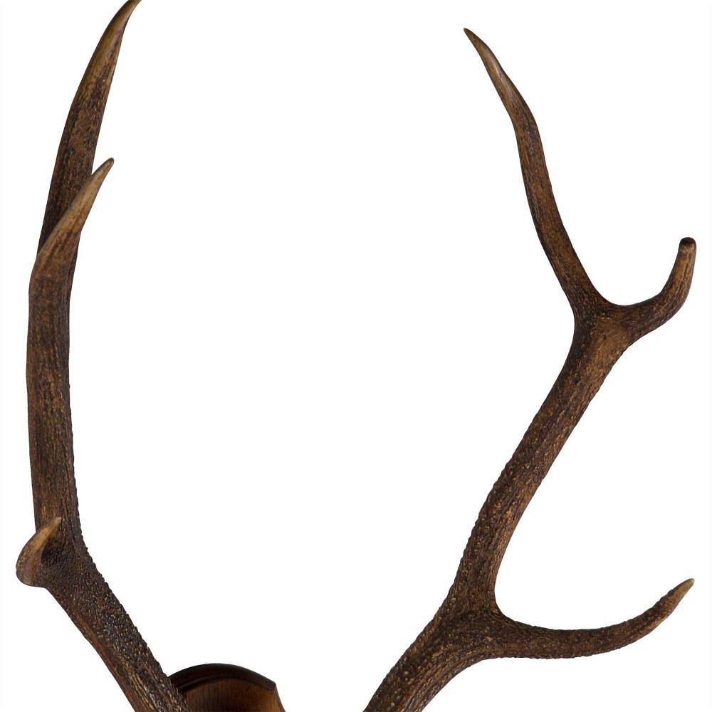 19th Century Antlers DA107501
