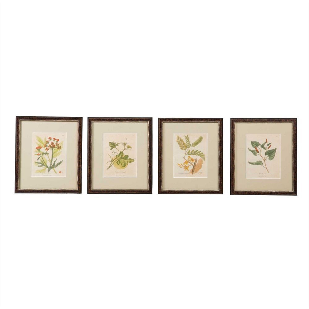 Set of Botanical Etchings WD6057537