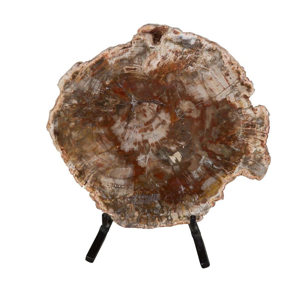 Petrified wood section DA289176