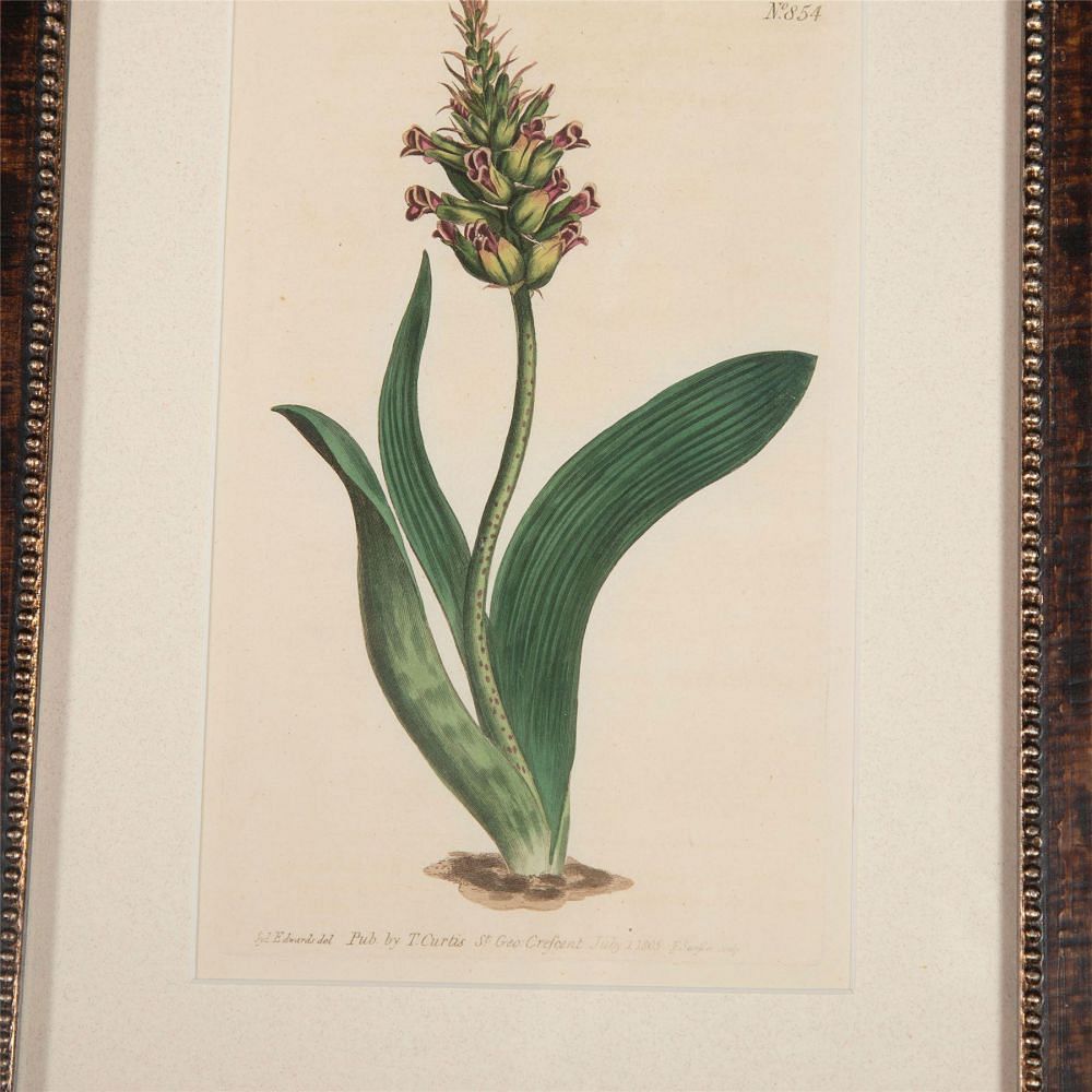 Twelve 19th Century Curtis Botanicals WD6062364