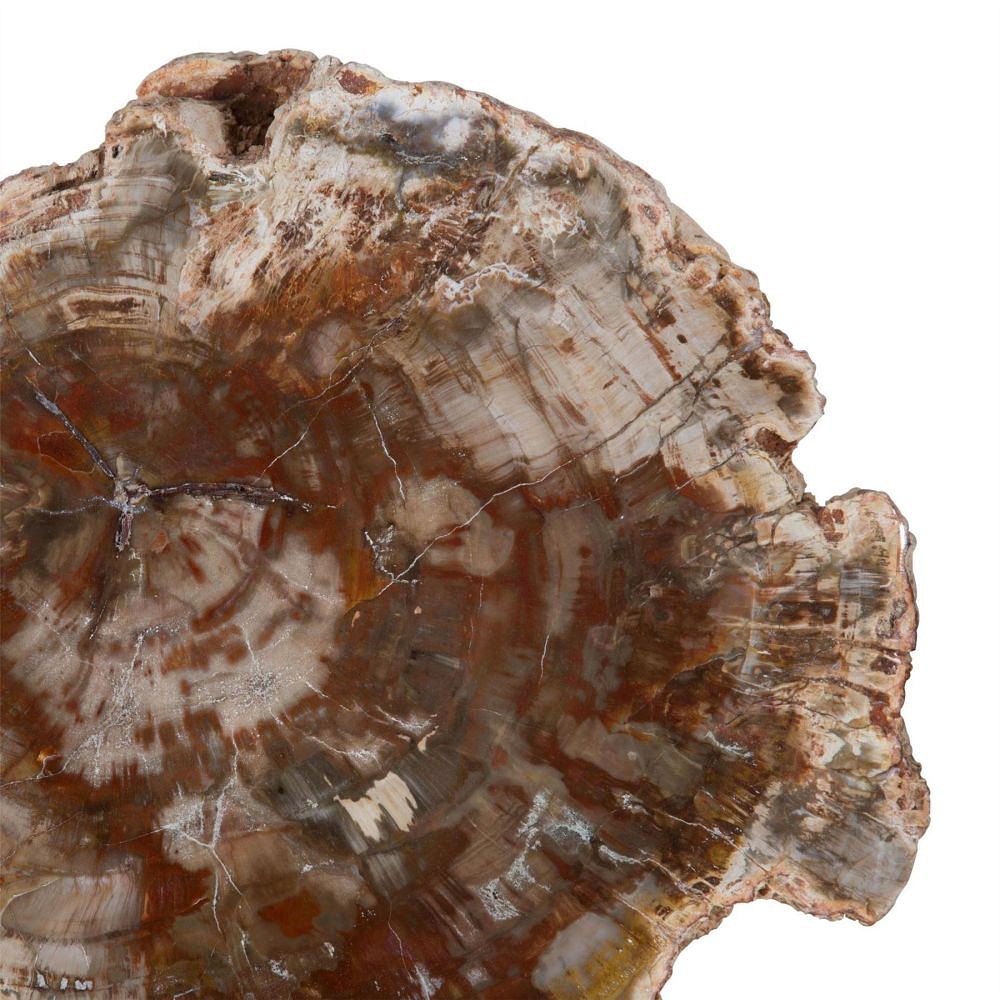 Petrified wood section DA289176