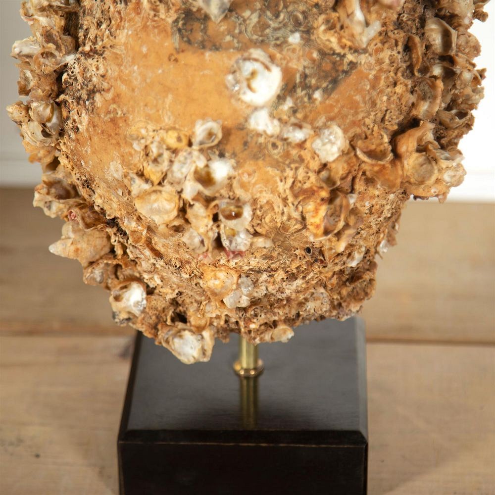 Encrusted Terracotta Octopus Pot Lamp LT217111