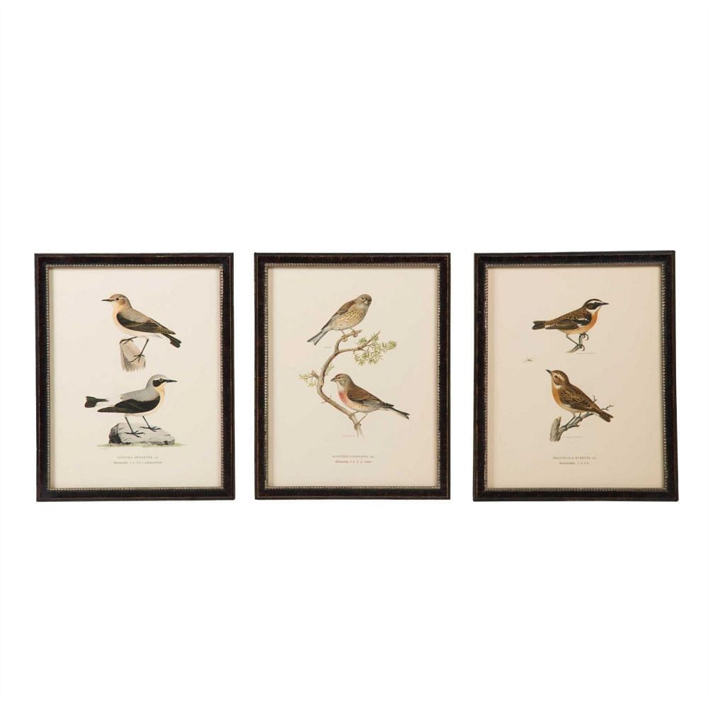 Collection of Swedish Birds WD6057545
