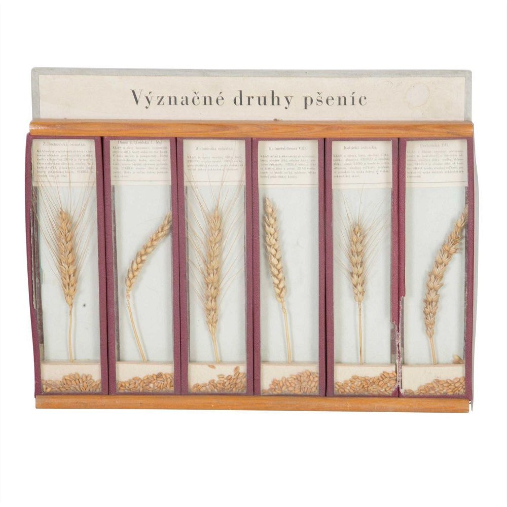 Framed Samples of Corn DA5558043