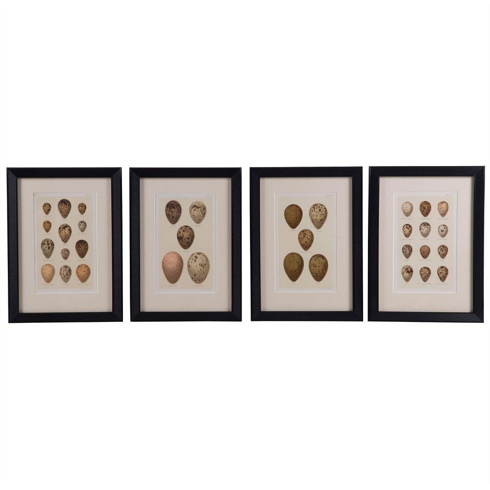 Set of Twelve 19th Century Chromolithographs of Eggs WD6060672