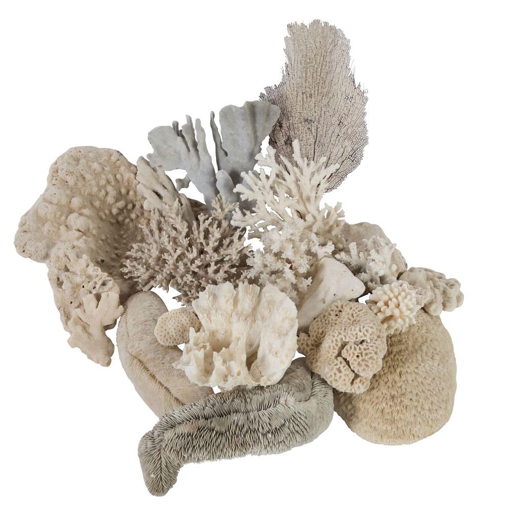 Extensive Collection of South Sea Island Shells and Coral DA0157818
