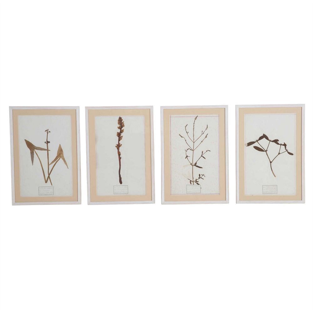 Four Framed Botanical Studies WD3513430