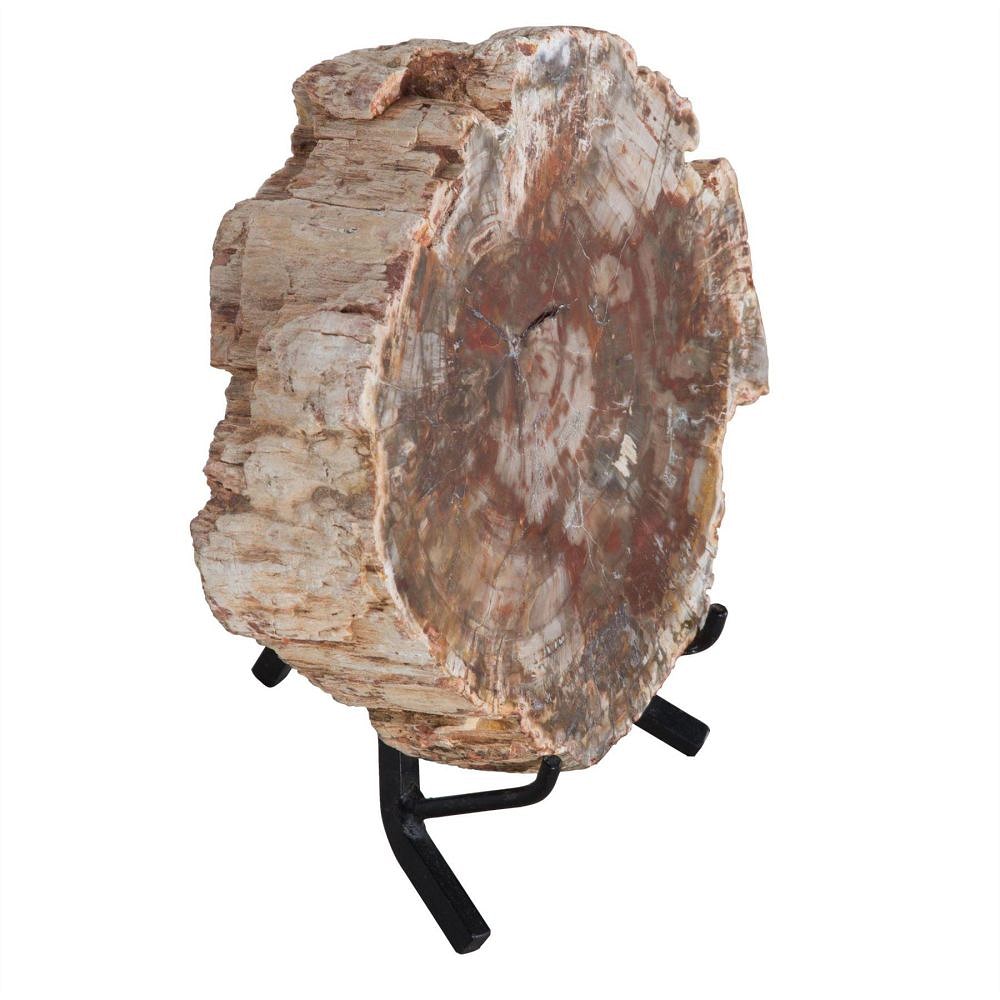 Petrified wood section DA289176