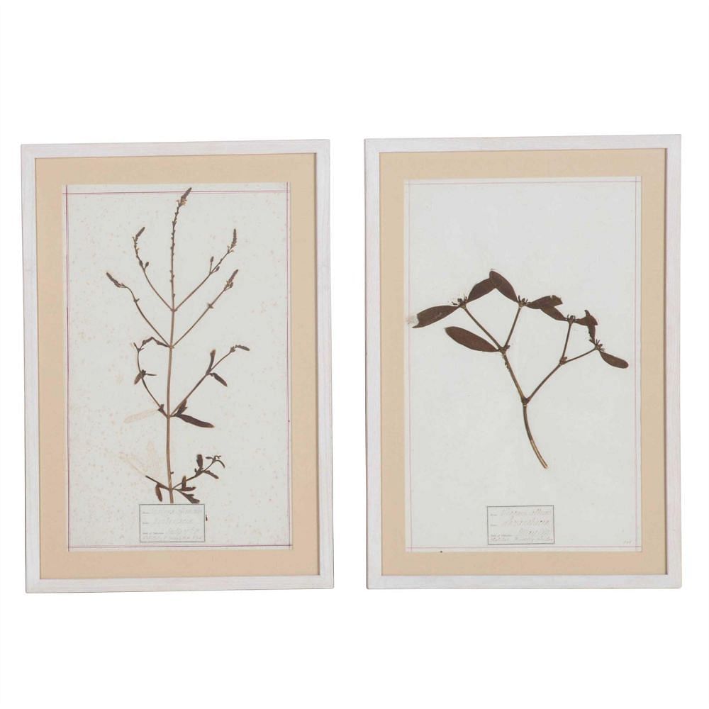 Four Framed Botanical Studies WD3513430