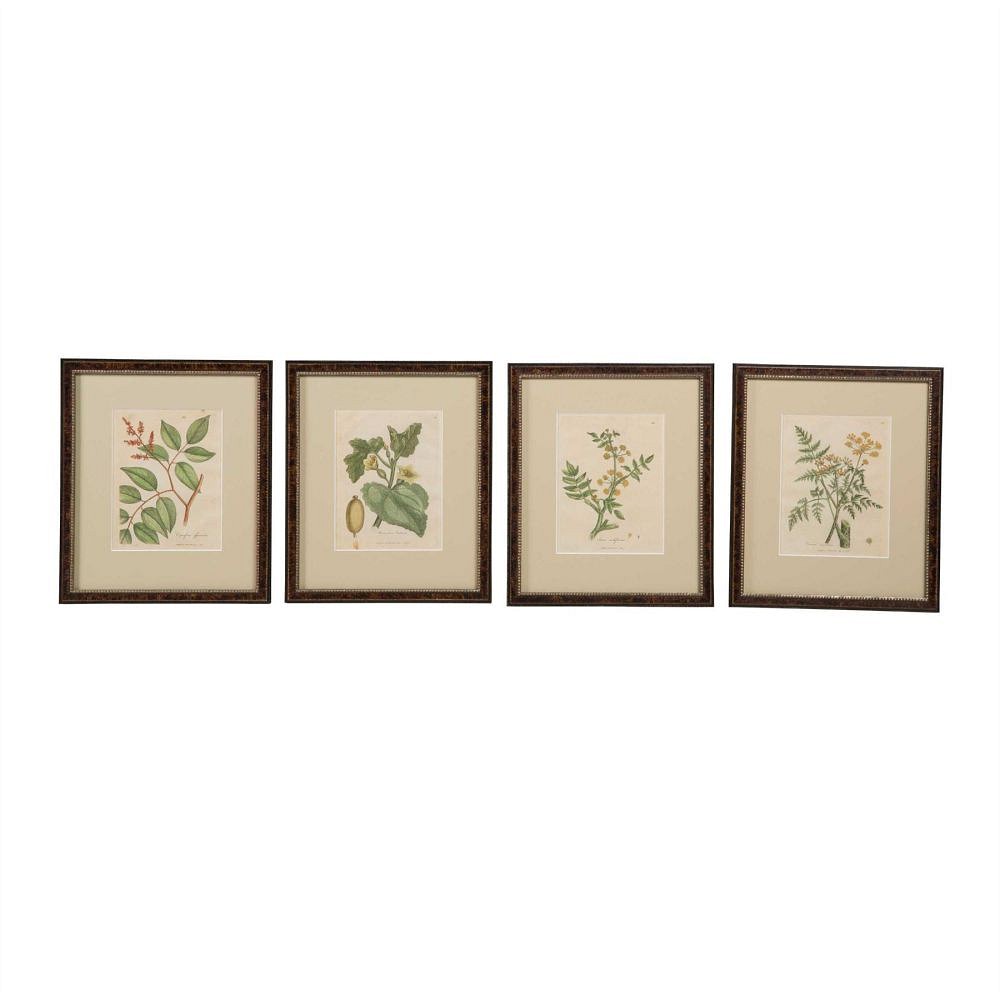 Set of Botanical Etchings WD6057537