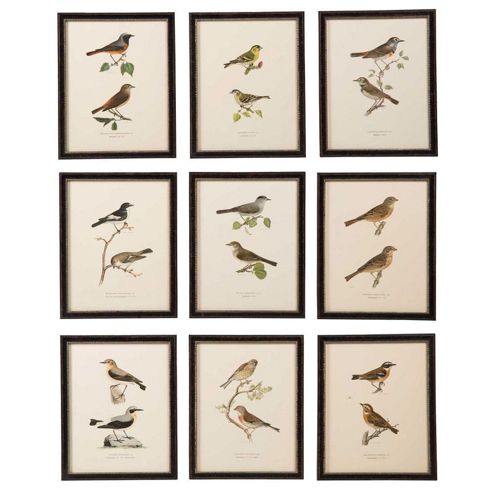 Collection of Swedish Birds WD6057545
