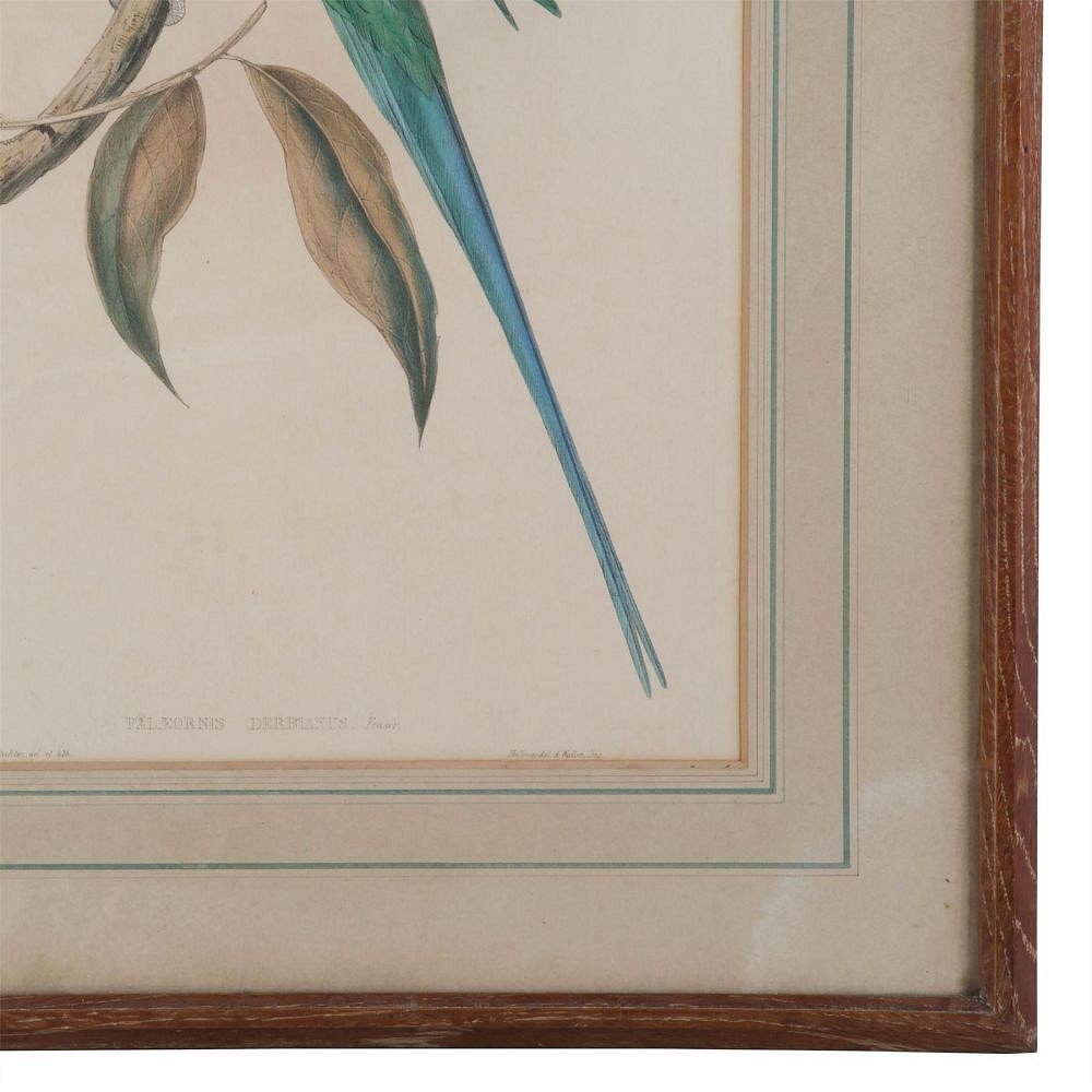 Vibrant coloured green parrot hand coloured engraving. WD289198