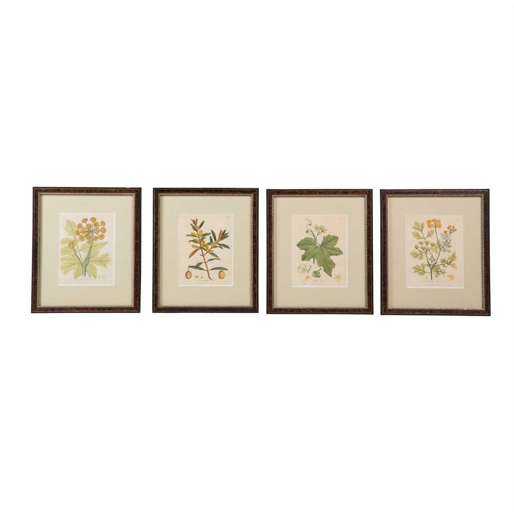 Set of Botanical Etchings WD6057537