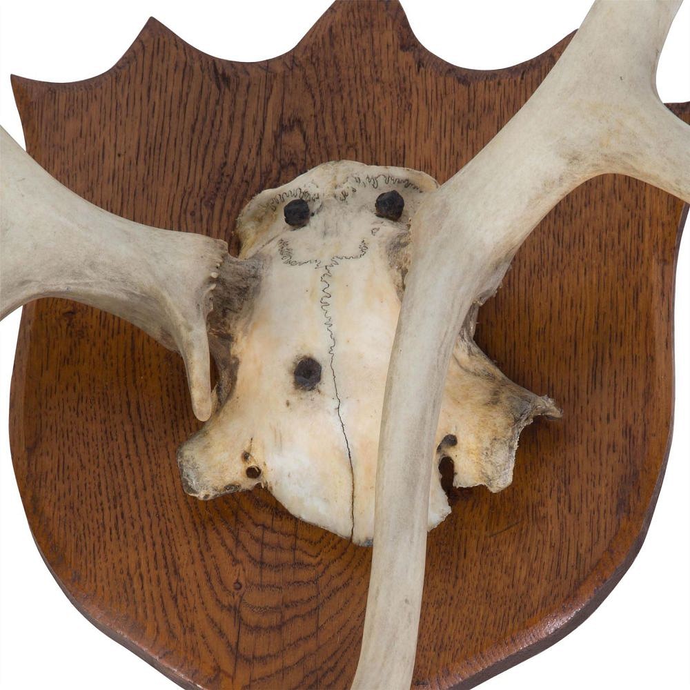 Large Stag Antler Trophy DA159984