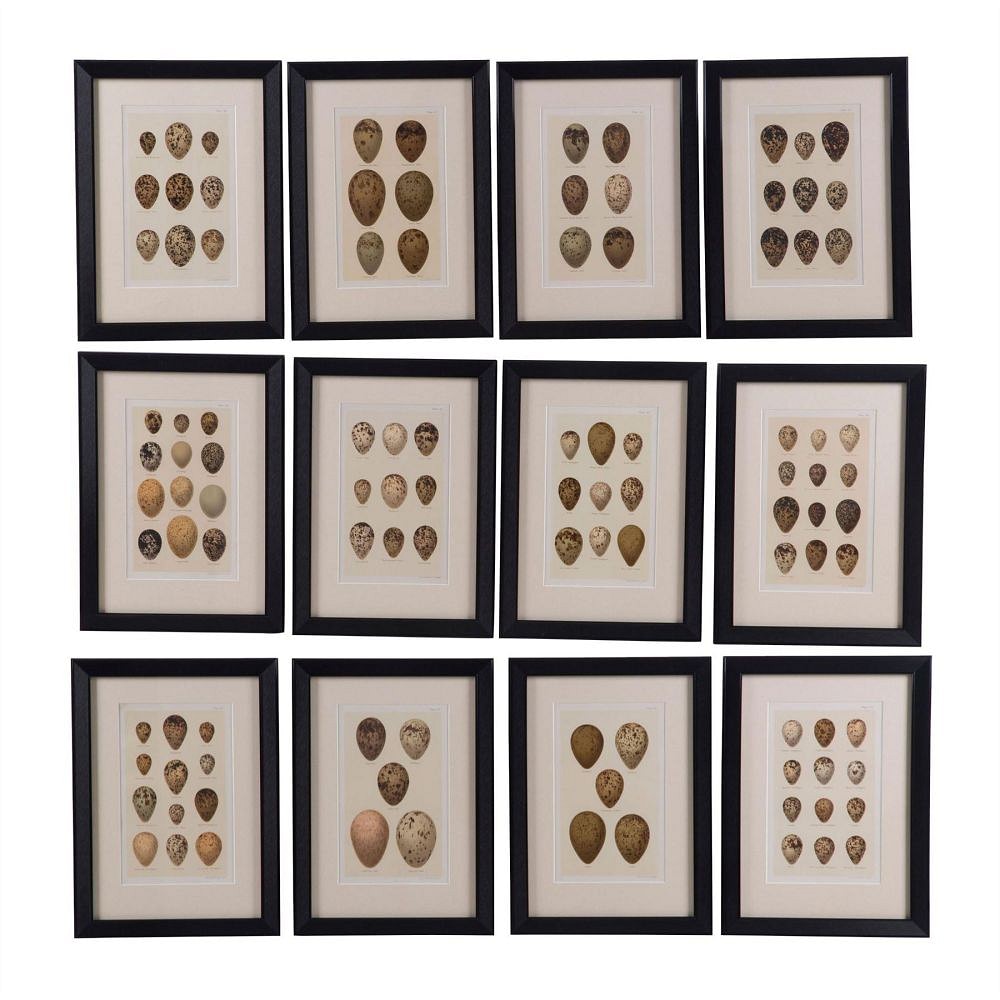 Set of Twelve 19th Century Chromolithographs of Eggs WD6060672