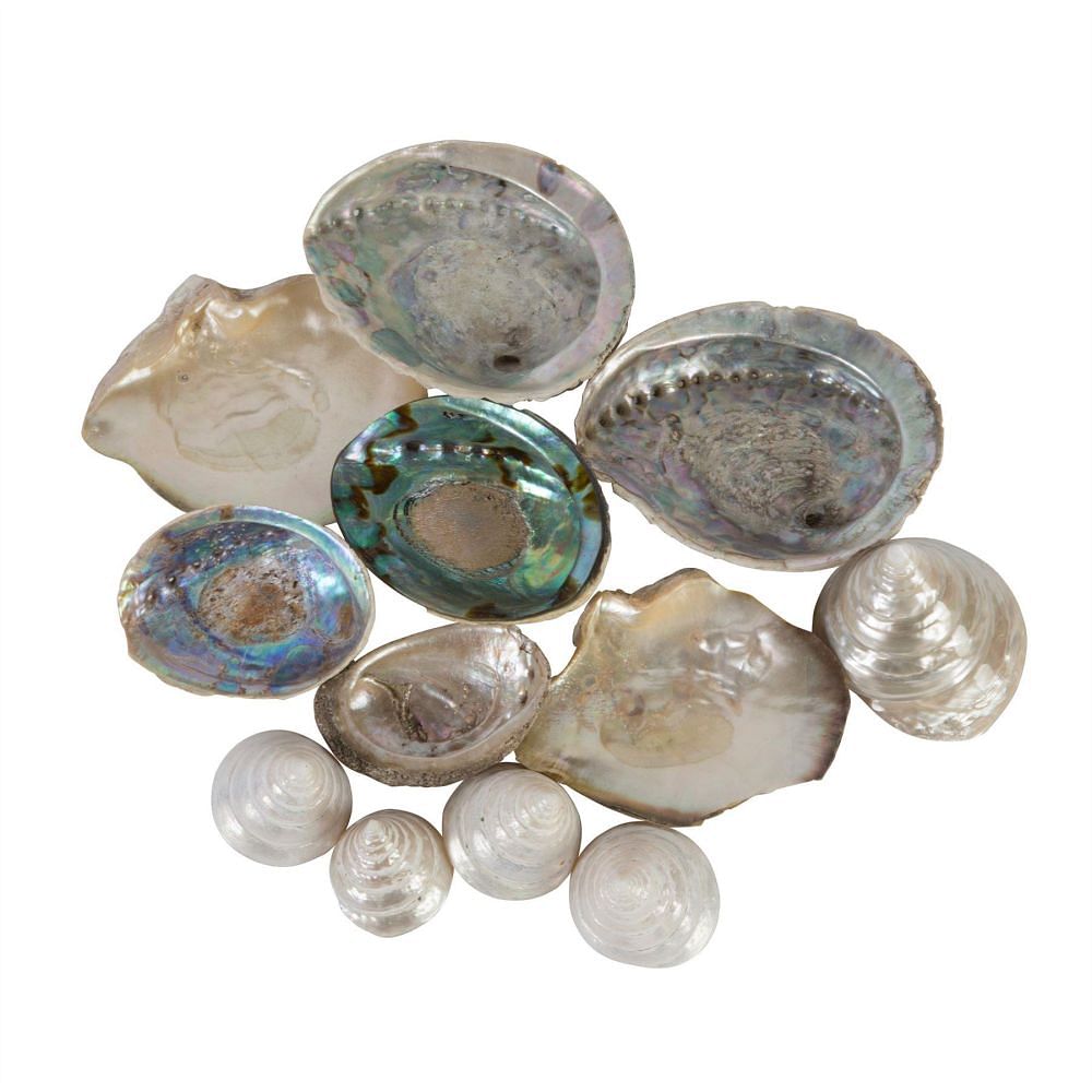 Extensive Collection of South Sea Island Shells and Coral DA0157818