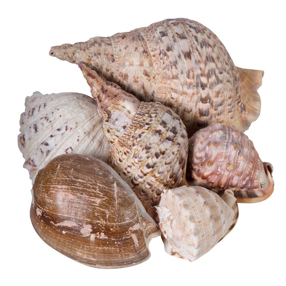 Extensive Collection of South Sea Island Shells and Coral DA0157818