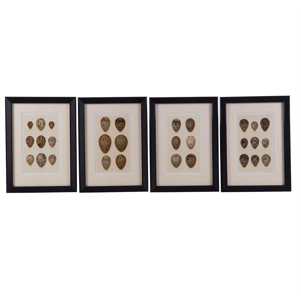 Set of Twelve 19th Century Chromolithographs of Eggs WD6060672