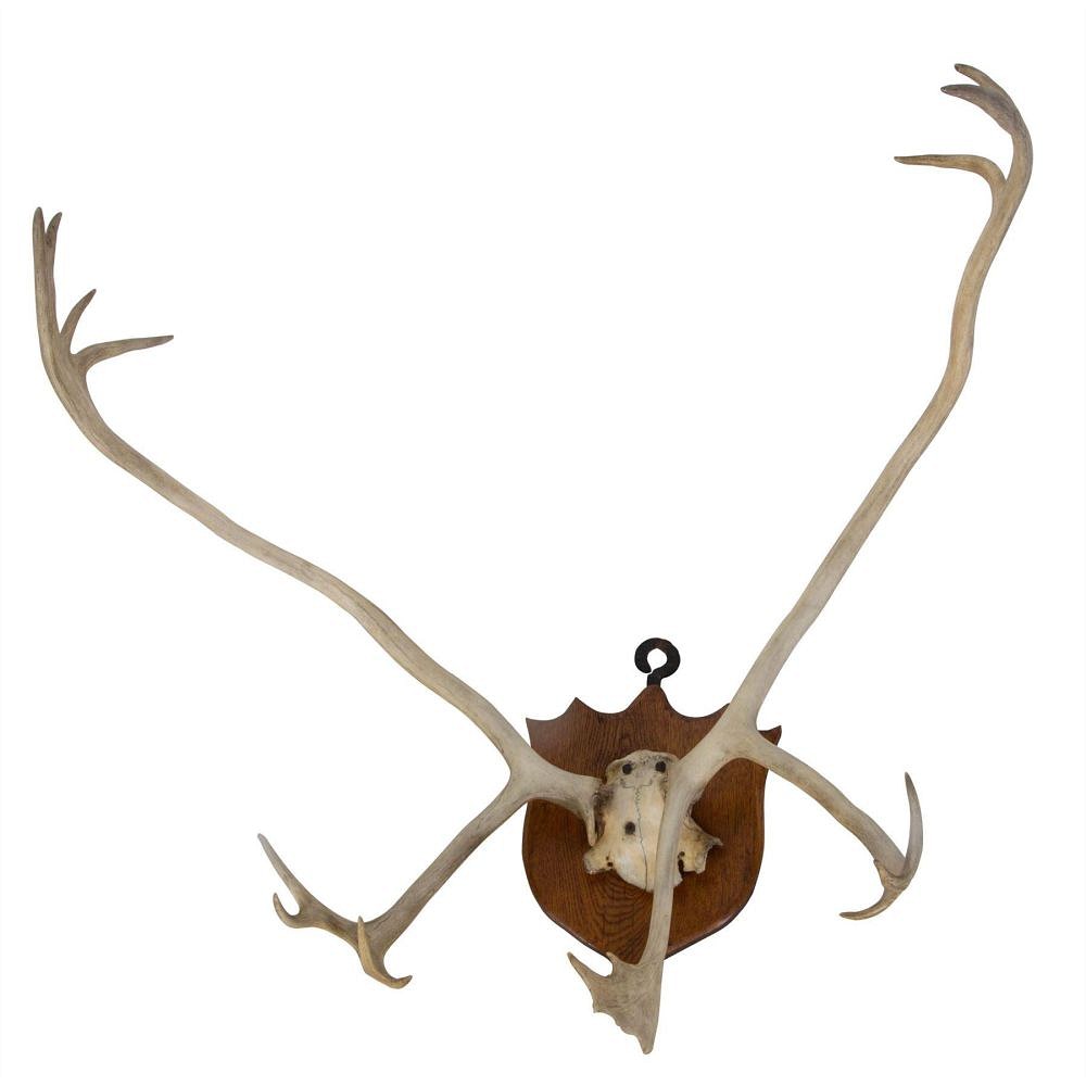 Large Stag Antler Trophy DA159984