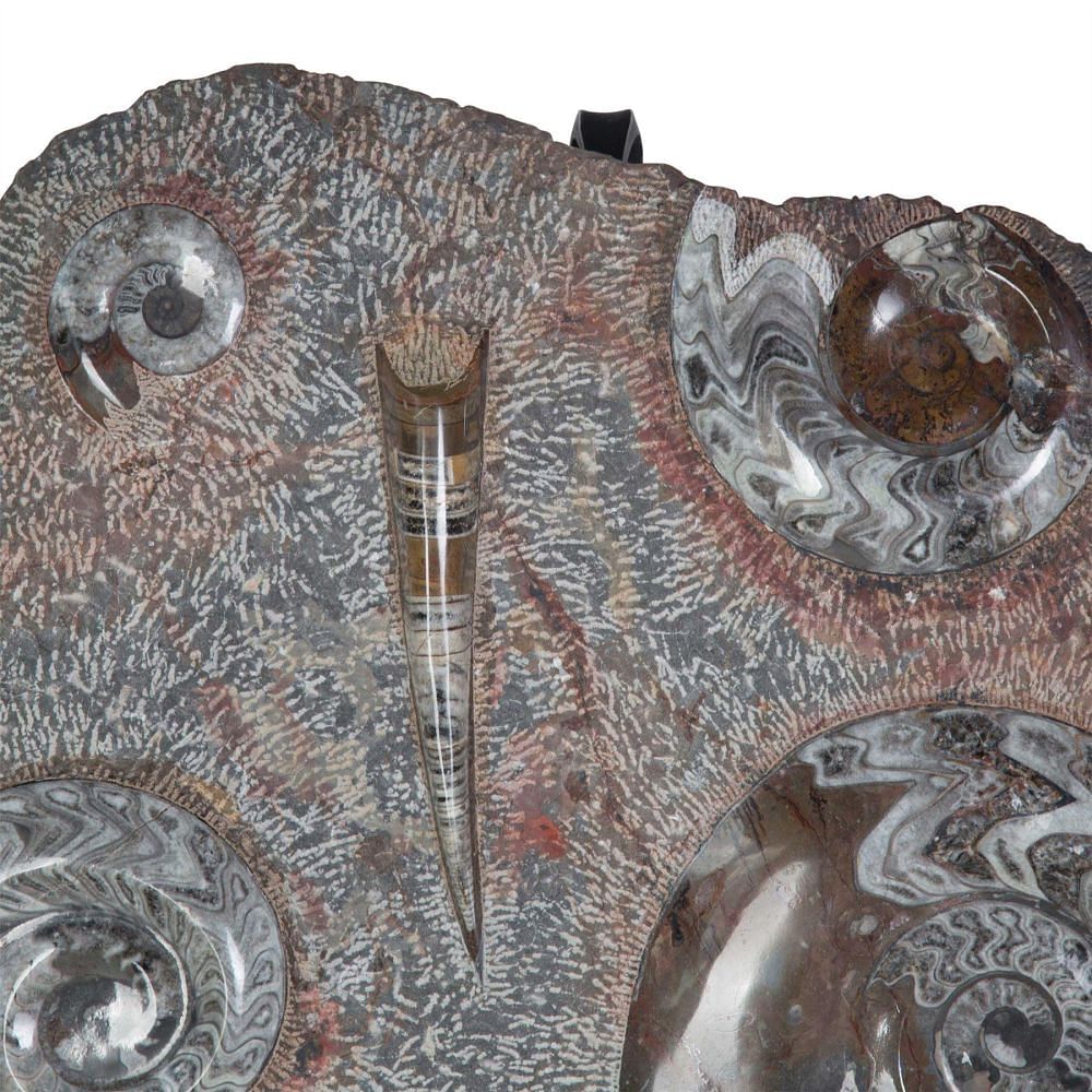 Fossil Sculpture on Stand DA5256167