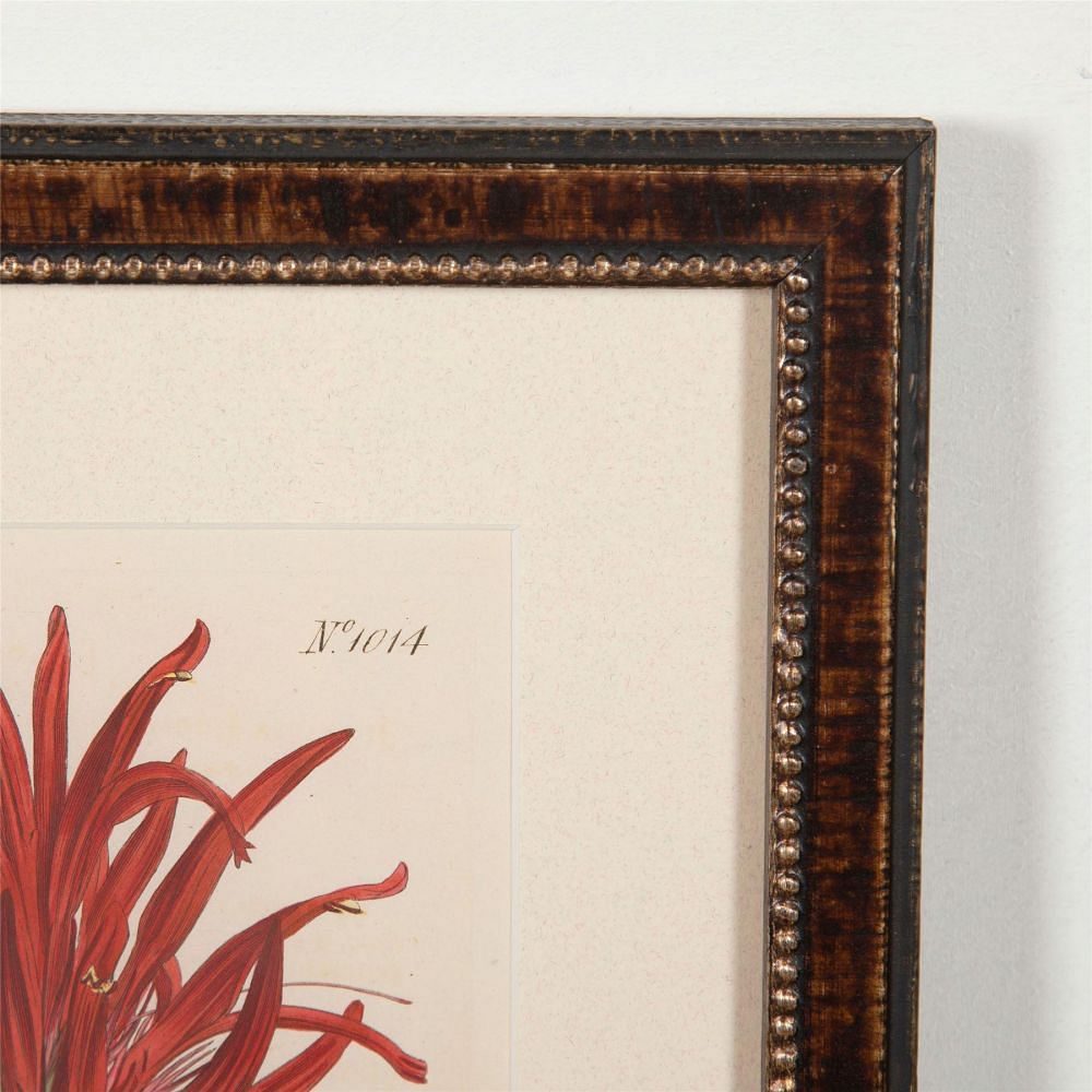Twelve 19th Century Curtis Botanicals WD6062364
