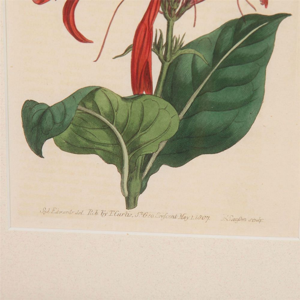 Twelve 19th Century Curtis Botanicals WD6062364