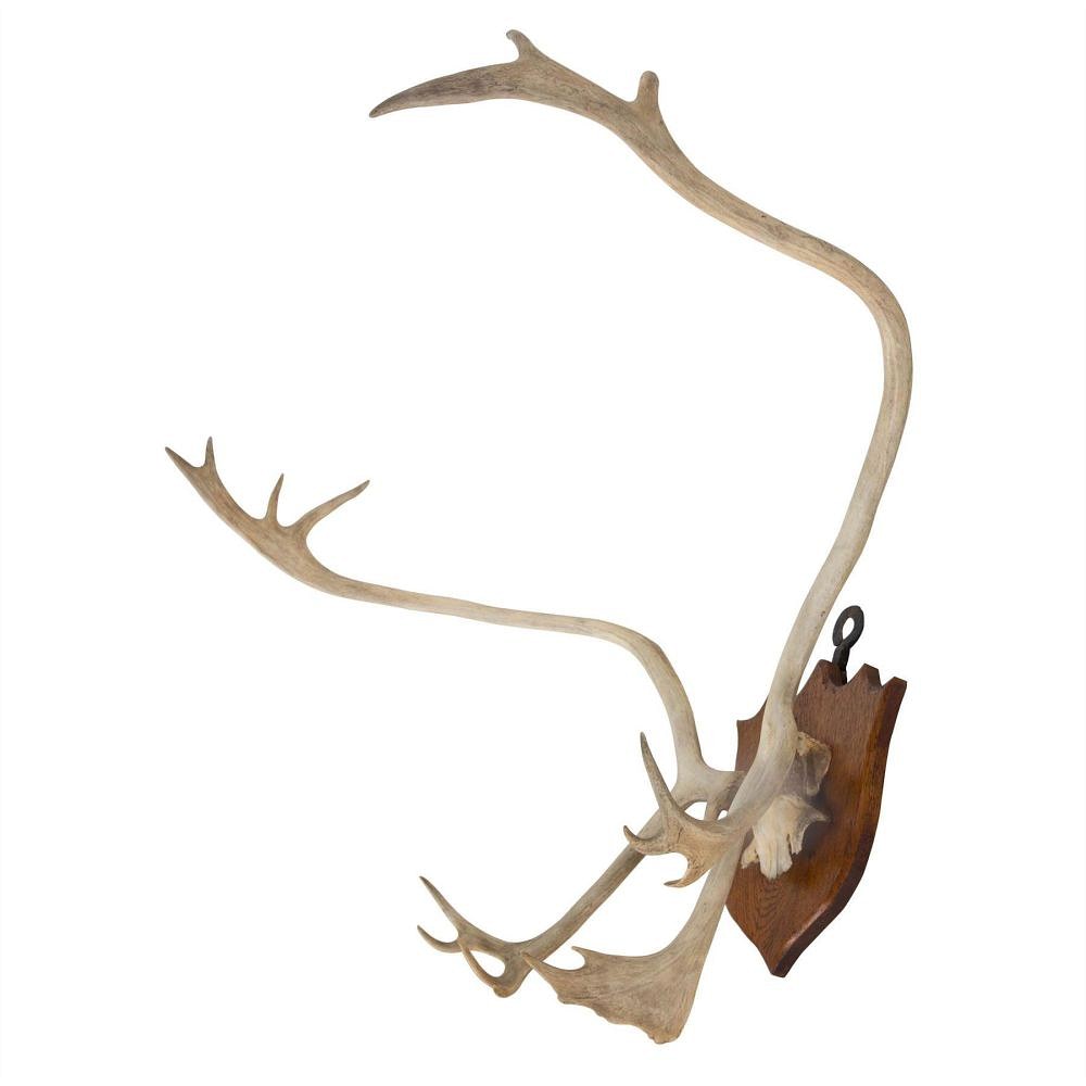 Large Stag Antler Trophy DA159984