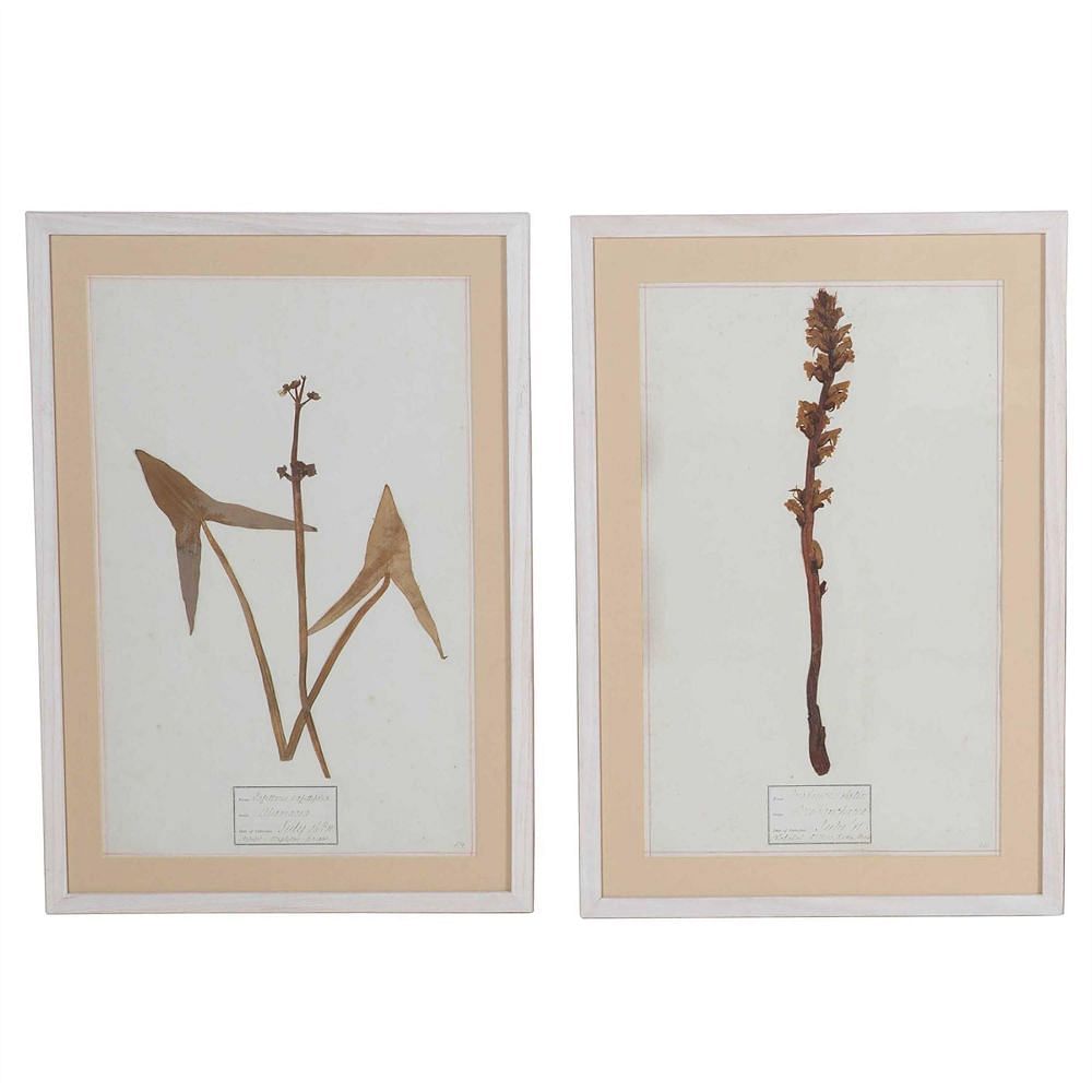 Four Framed Botanical Studies WD3513430