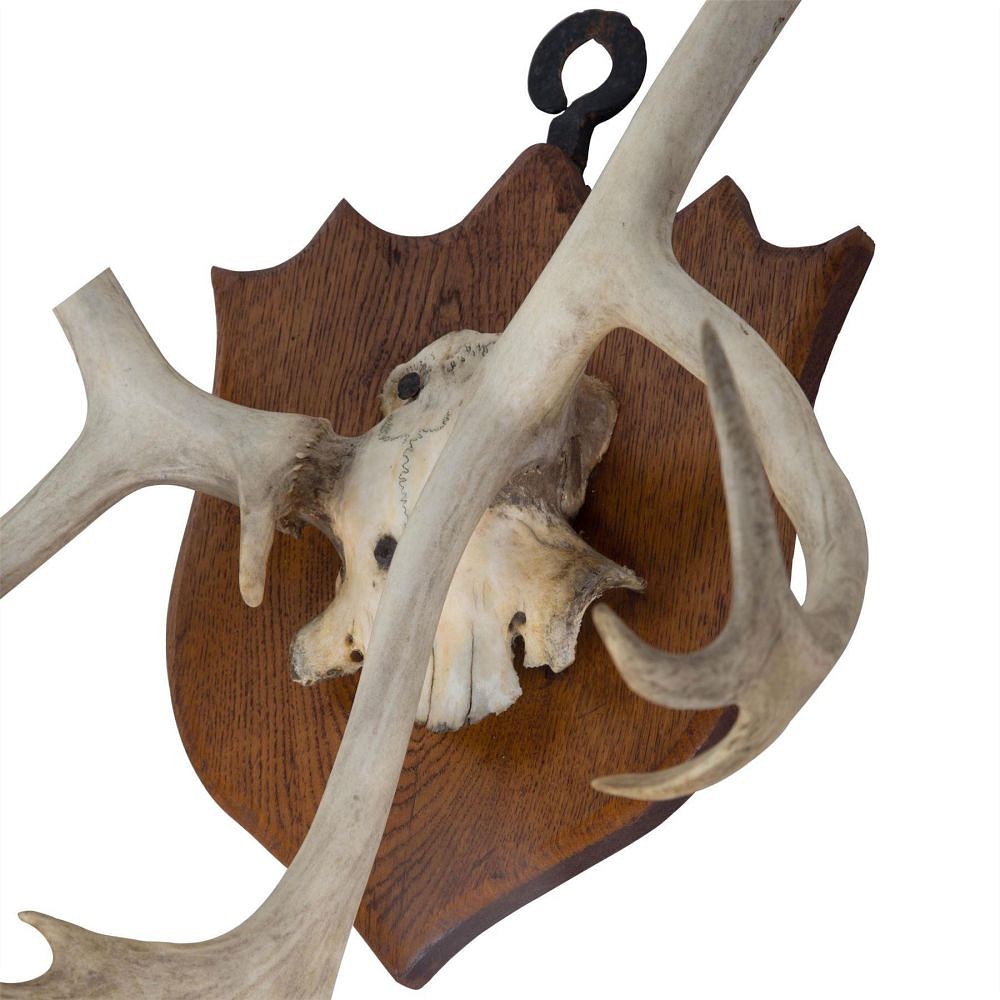 Large Stag Antler Trophy DA159984