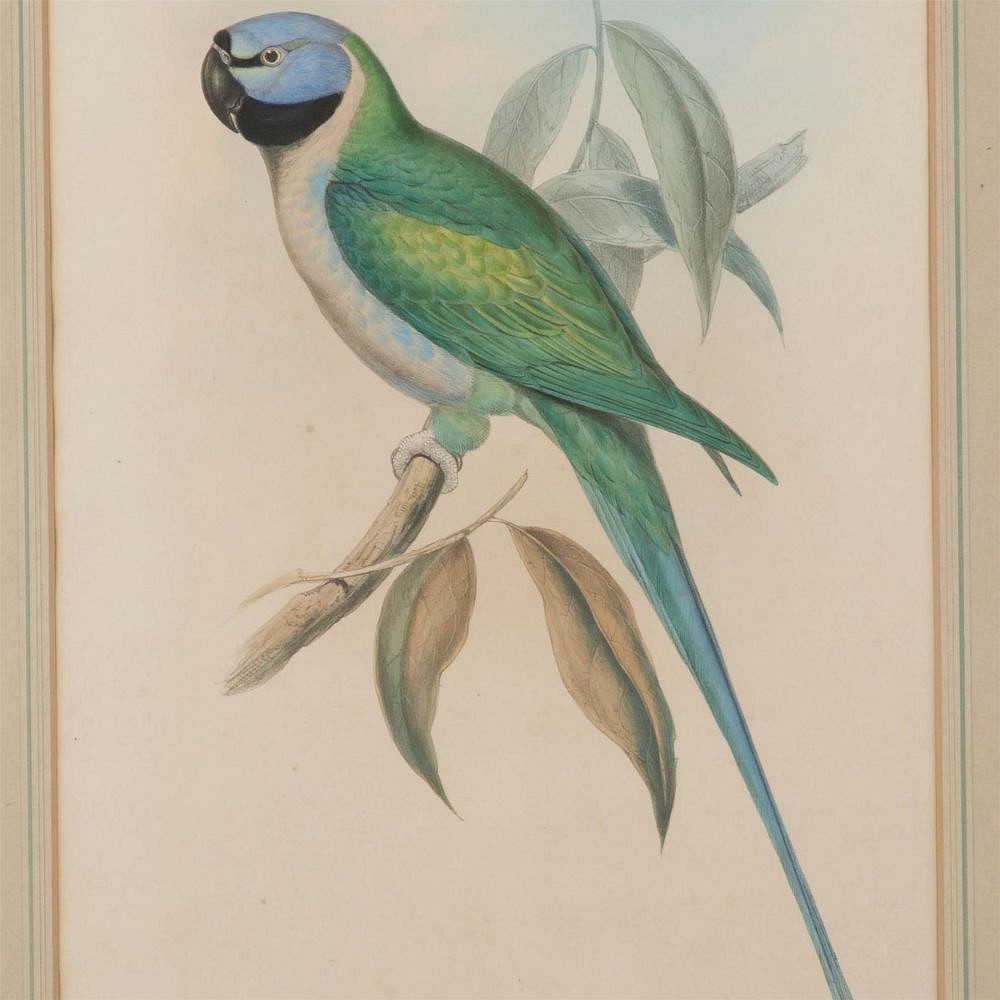 Vibrant coloured green parrot hand coloured engraving. WD289198