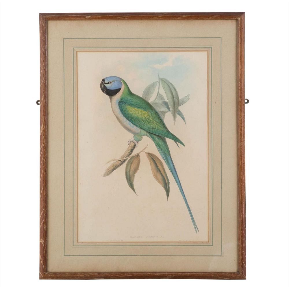 Vibrant coloured green parrot hand coloured engraving. WD289198