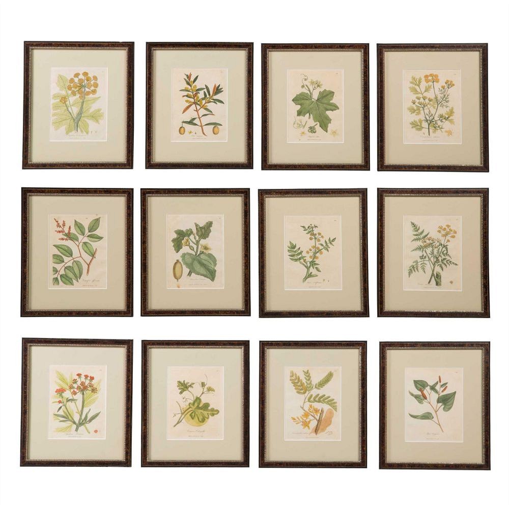 Set of Botanical Etchings WD6057537