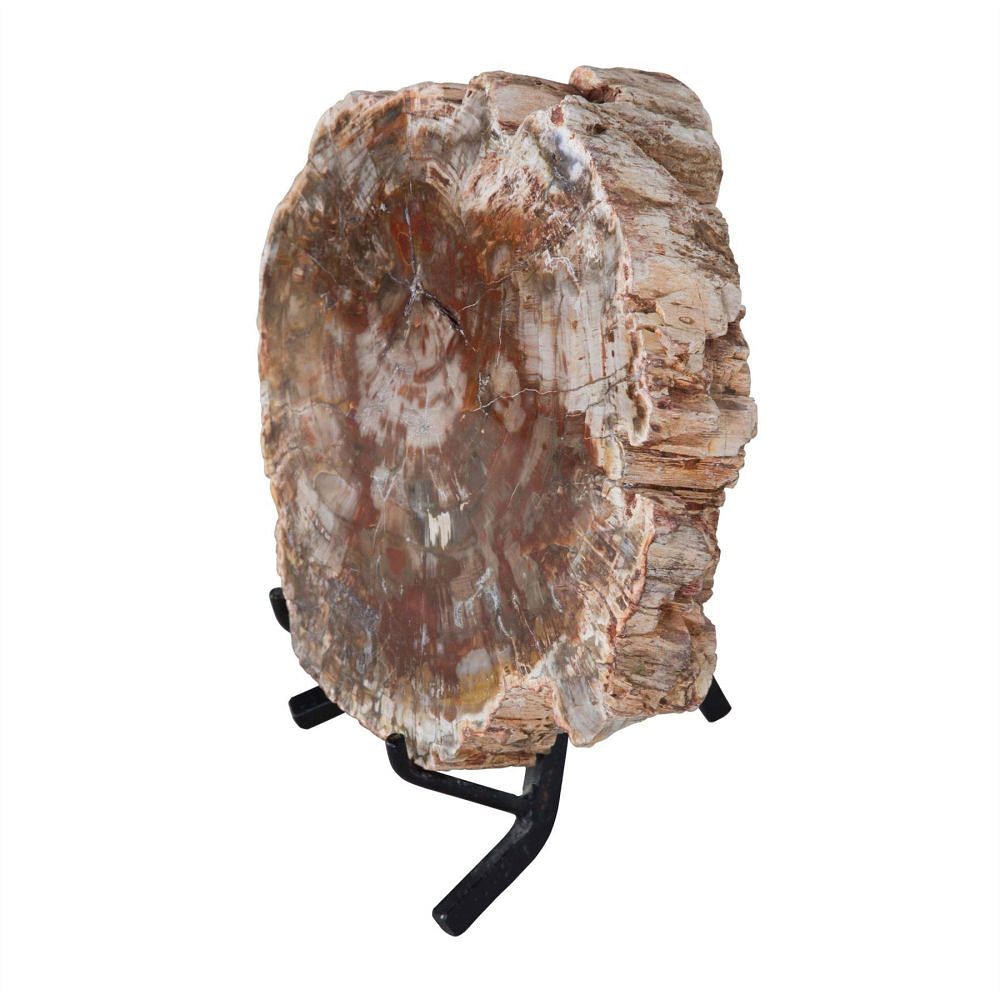 Petrified wood section DA289176