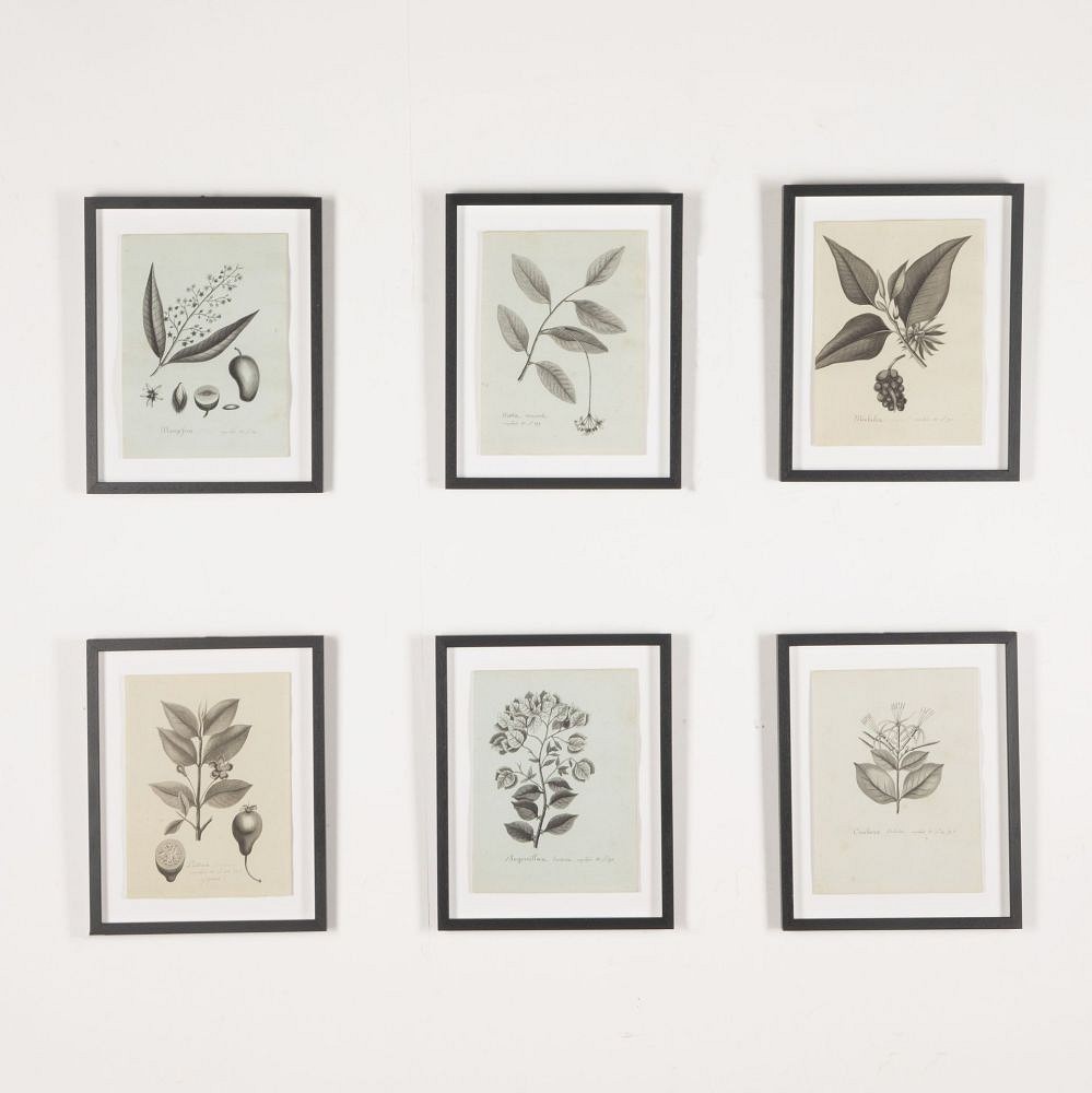 Set of Eight 19th Century French Botanical Ink Drawings WD3733050