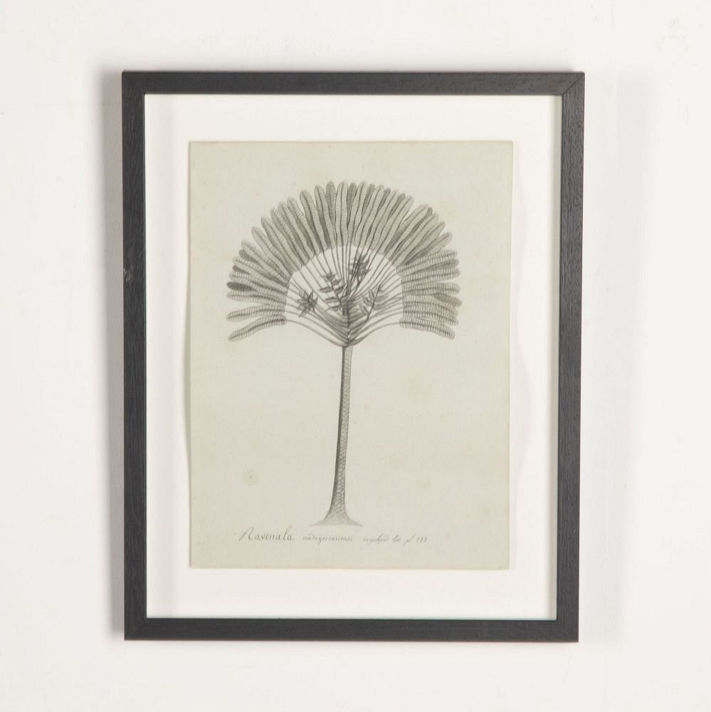 Set of Eight 19th Century French Botanical Ink Drawings WD3733050