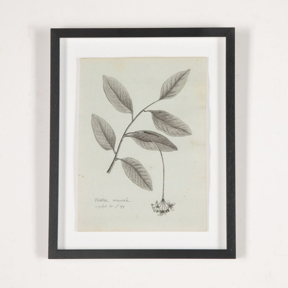 Set of Eight 19th Century French Botanical Ink Drawings WD3733050