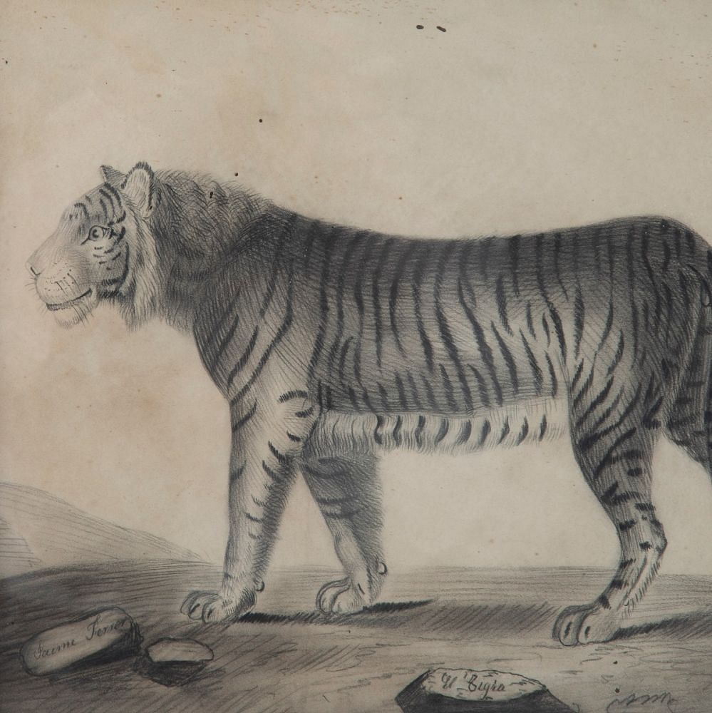 Pair of 19th Century Etchings Of A Lion And A Tiger WD6011506