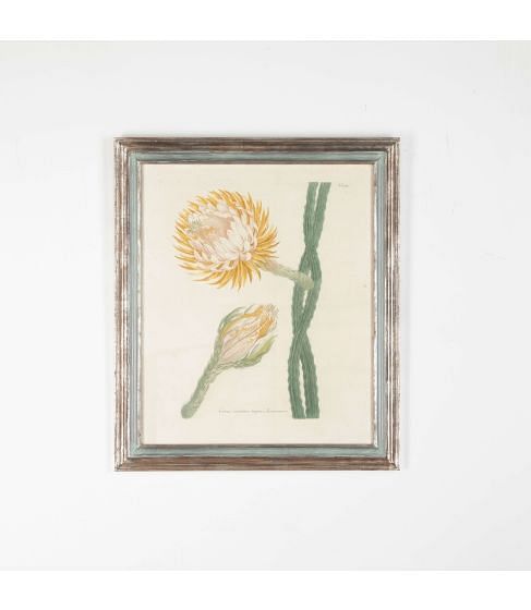 18th Century Weinmann Cereus Minimus Botanical Engraving