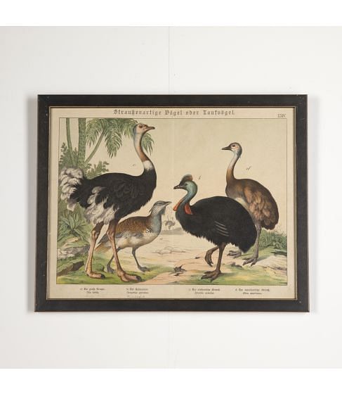 19th Century Framed Print of Exotic Birds