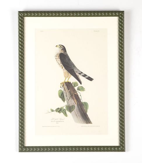 20th Century Falcon Print by J.J Audubon