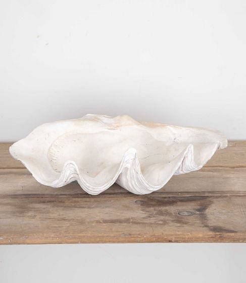 Giant Indonesian Clam Shell