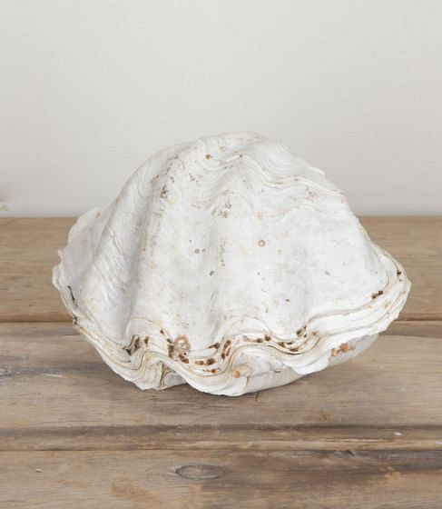 Decorative Indonesian Clam Shell