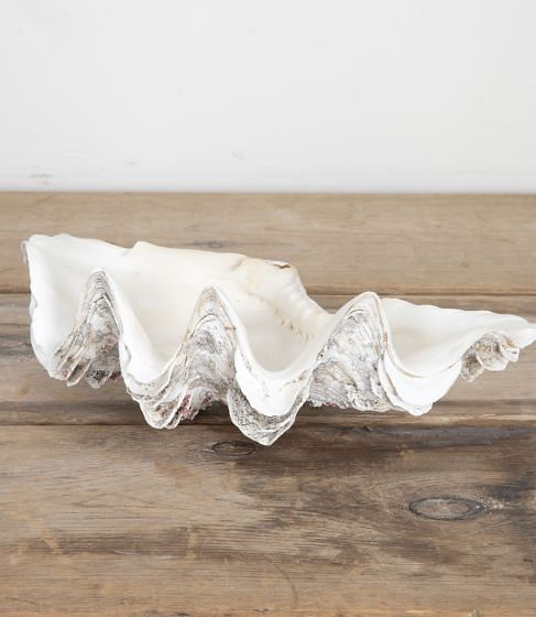 Decorative Indonesian Clam Shell