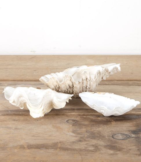 Set of Three Small Indonesian Clam Shells