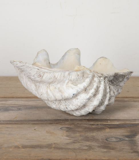 Decorative Indonesian Clam Shell